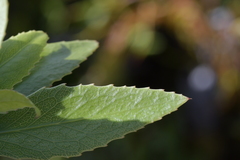 Melicytus chathamicus