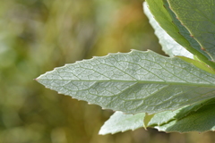 Melicytus chathamicus