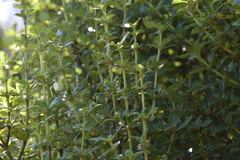 Coprosma chathamica