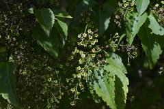 Plagianthus regius chathamicus