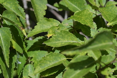 Plagianthus regius chathamicus