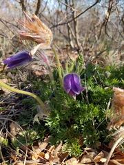 Pulsatilla vulgaris
