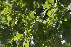 Plagianthus regius chathamicus