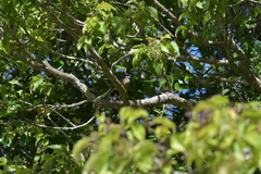 Rhipidura fuliginosa penita