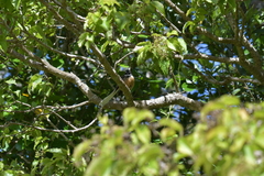 Rhipidura fuliginosa penita