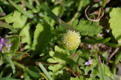 Leptinella potentillina