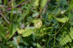 Leptinella potentillina