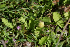 Leptinella potentillina