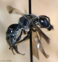 Dufourea novaeangliae
