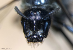 Dufourea novaeangliae