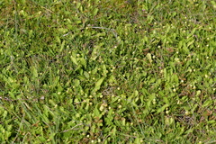 Leptinella potentillina
