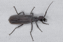 Epicauta tenuilineata