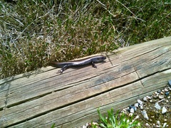 Lissolepis coventryi