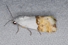 Ponometia elegantula