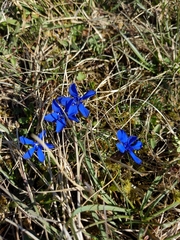Gentiana verna