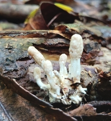 Cordyceps cranstounii