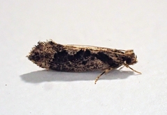 Erechthias capnitis