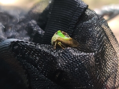 Smilia fasciata