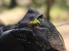 Smilia fasciata