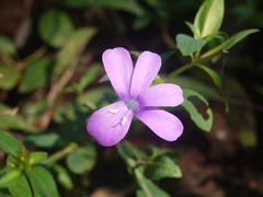 Barleria prattensis