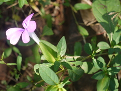 Barleria prattensis