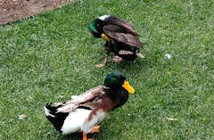 Anas platyrhynchos domesticus