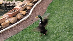 Anas platyrhynchos domesticus