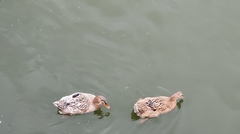 Anas platyrhynchos domesticus