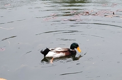 Anas platyrhynchos domesticus