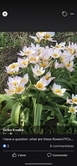 Tulipa saxatilis