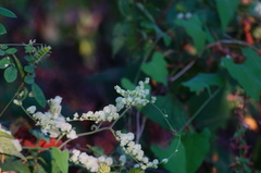 Antigonon flavescens