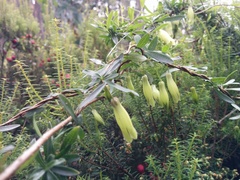 Billardiera longiflora