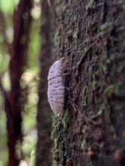 Coelostomidia zealandica