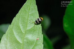 Monolepta cavipennis