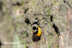 Monolepta cavipennis