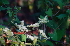 Antigonon flavescens