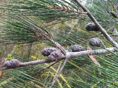 Allocasuarina duncanii
