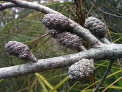 Allocasuarina duncanii