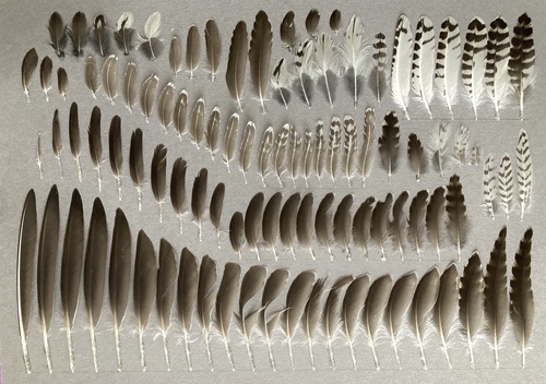 Plume de Chevalier sylvain