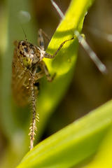 Euscelidius variegatus