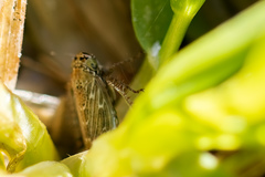 Euscelidius variegatus