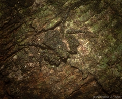 Stephanopis carcinoides