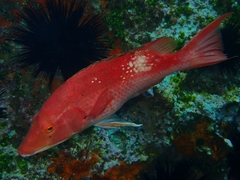 Bodianus unimaculatus