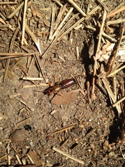 Forficula auricularia