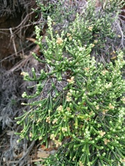 Ozothamnus scutellifolius