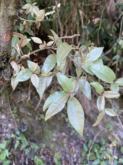 Elaeagnus glabra
