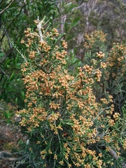 Ozothamnus scutellifolius
