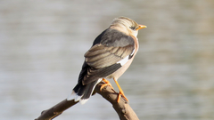 Acridotheres leucocephalus