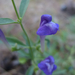 Grayleaf Skullcap - Photo (c) randomtruth, some rights reserved (CC BY-NC-SA)