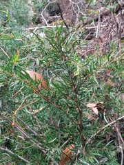Acacia riceana